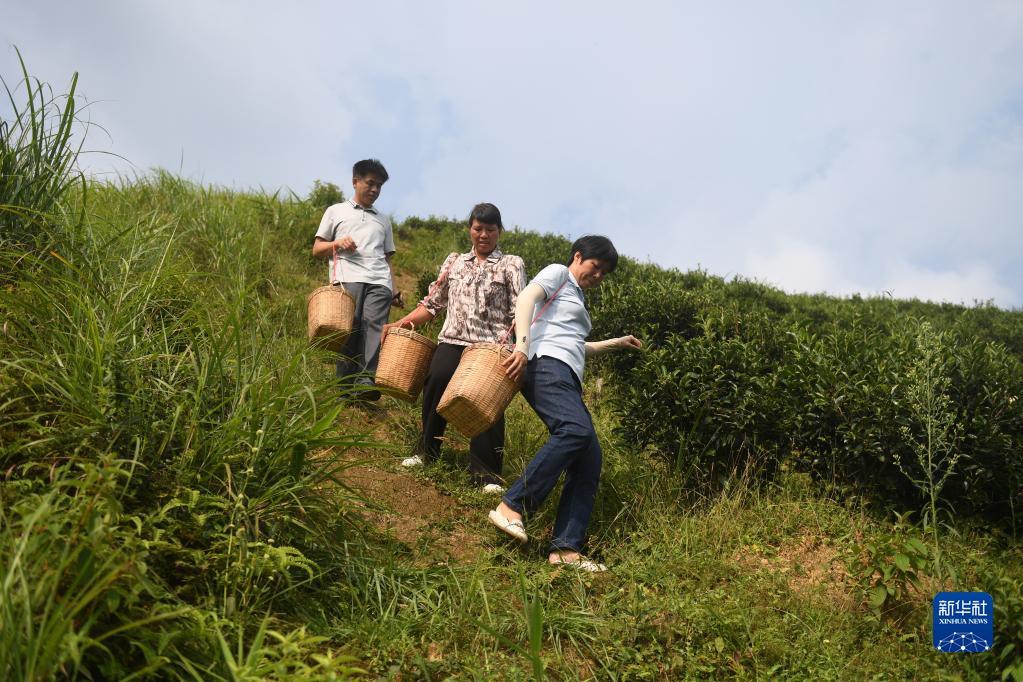 在廣西蒼梧縣六堡鎮(zhèn)山坪村，祝雪蘭（前）和村民采茶后走下茶山（2022年9月22日攝）。新華社記者 陸波岸 攝